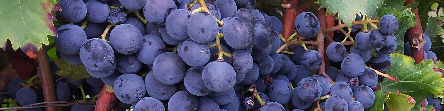 Valtènesi d.o.c. I vini La Meridiana Azienda Agricola Puegnato del Garda Brescia