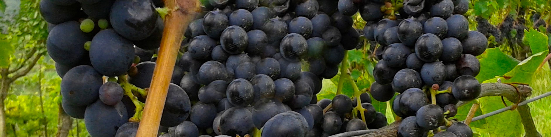 vino Dionisio azienda agricola la meridiana vini neri