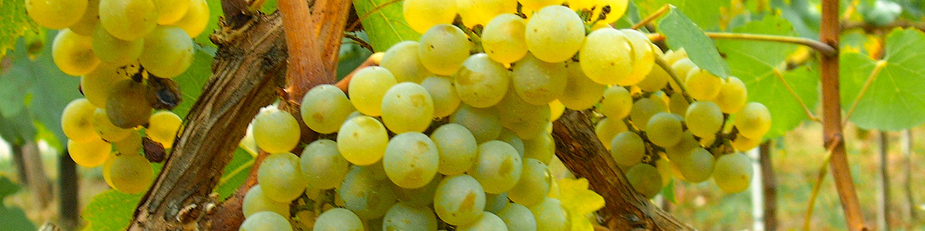 Garda Chardonnay d.o.c. La  Meridiana azienda  agricola