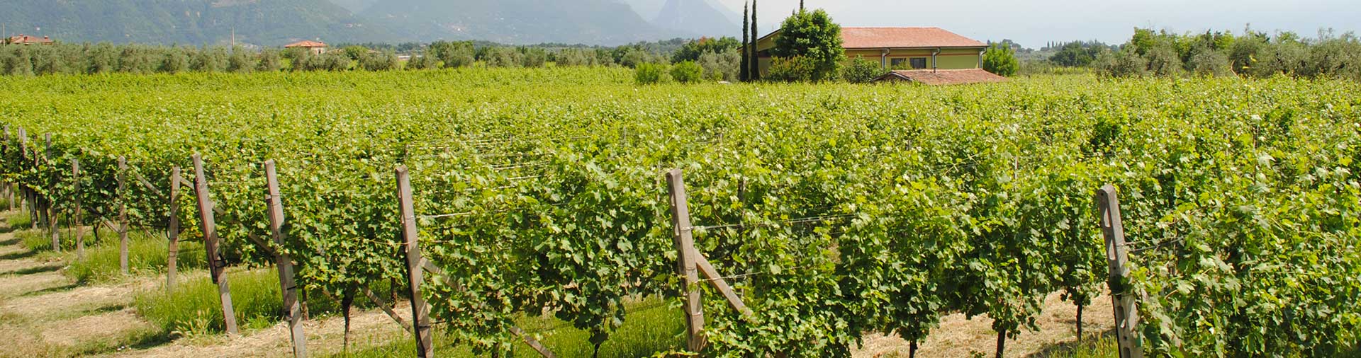 Oggi Gallery La Meridiana Azienda Agricola Puegnato del Garda Brescia