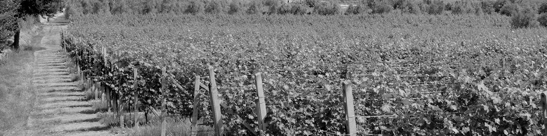 Ieri Gallery La Meridiana Azienda Agricola Puegnato del Garda Brescia