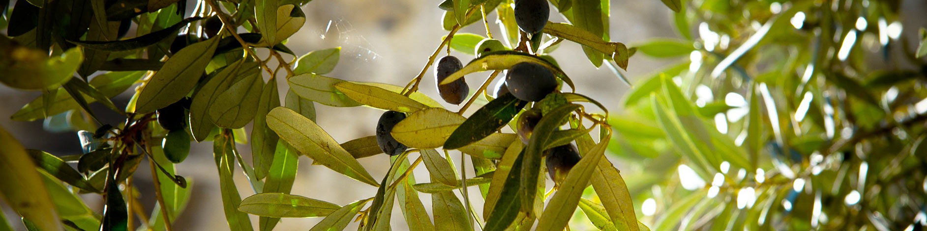 Monocultivar Casaliva Oils La Meridiana Farm Lake Garda Italy