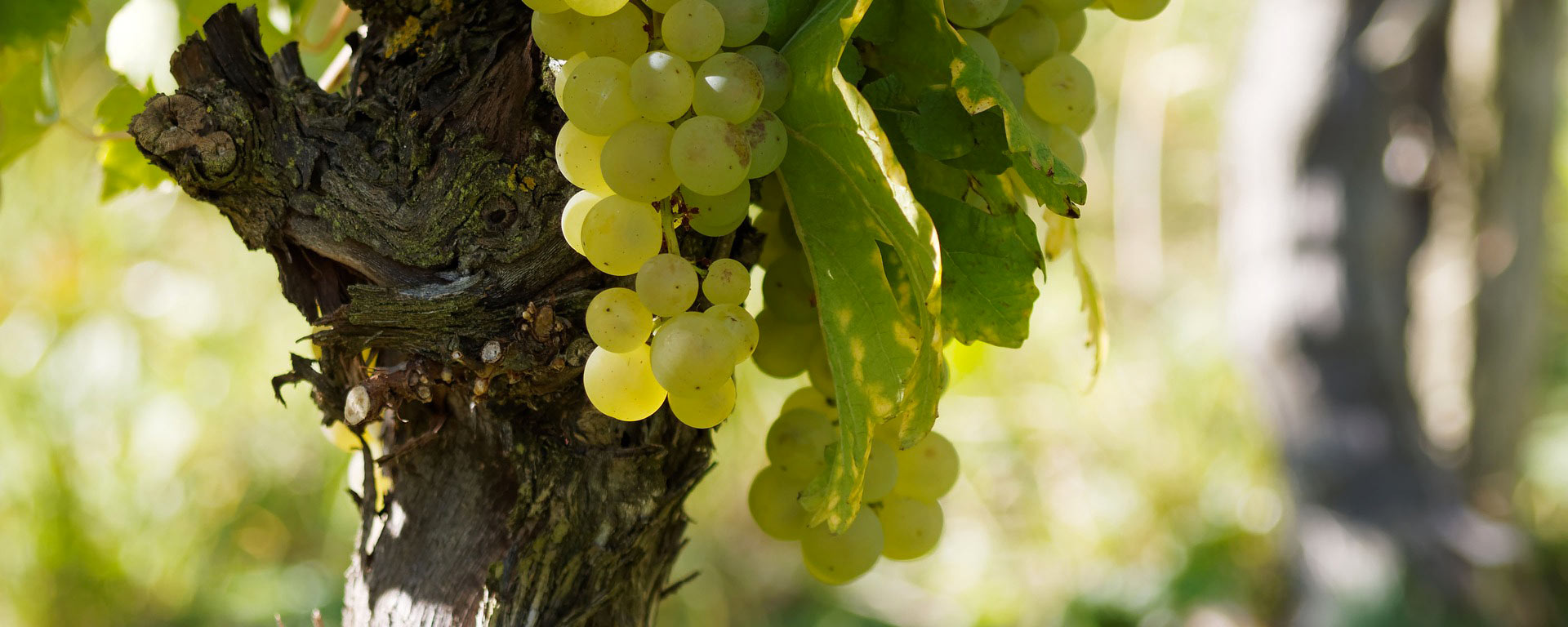 Garda Chardonnay d.o.c. La  Meridiana azienda  agricola