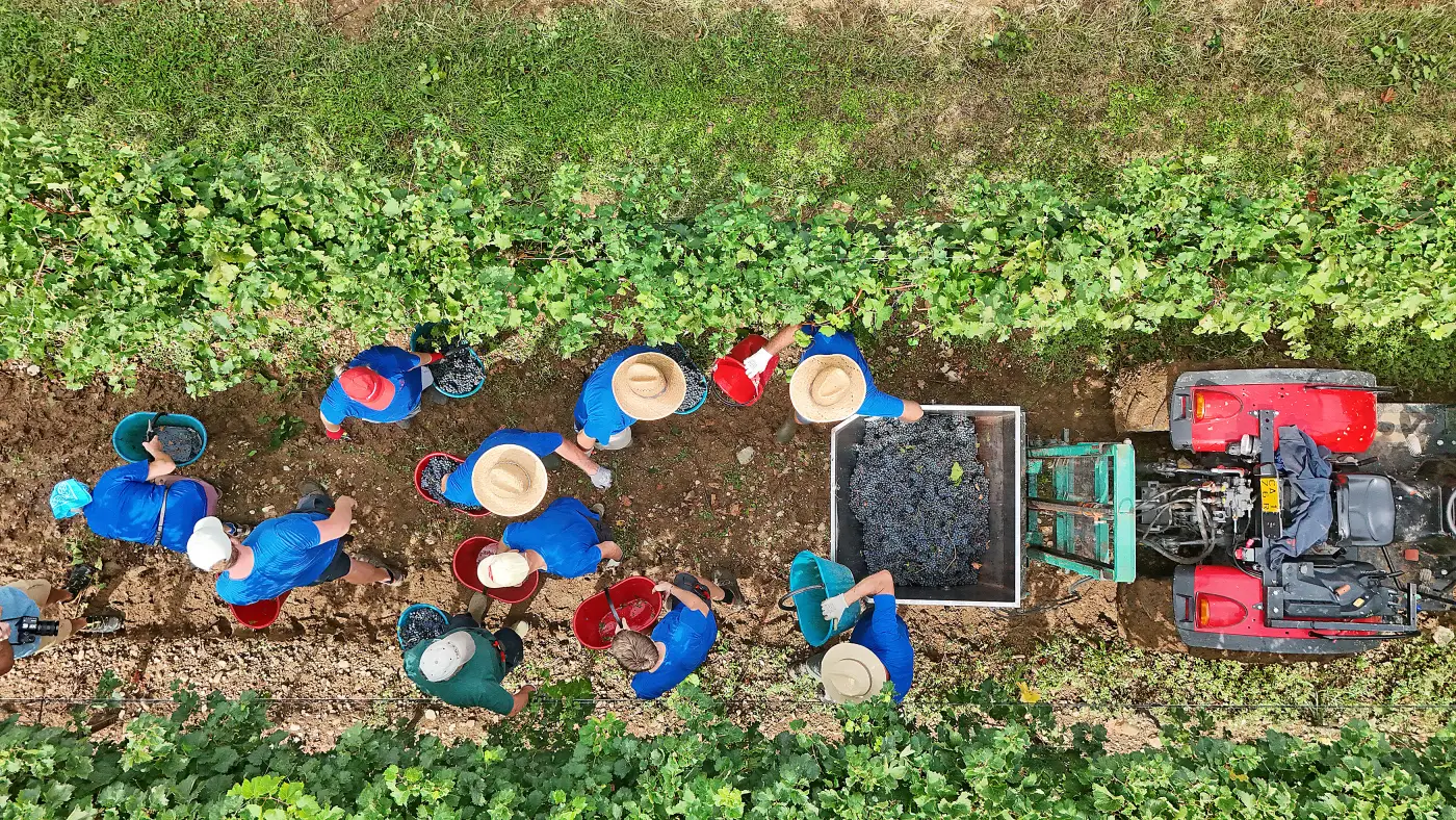 Il carro pieno di uva visto dall’alto a fine vendemmia
