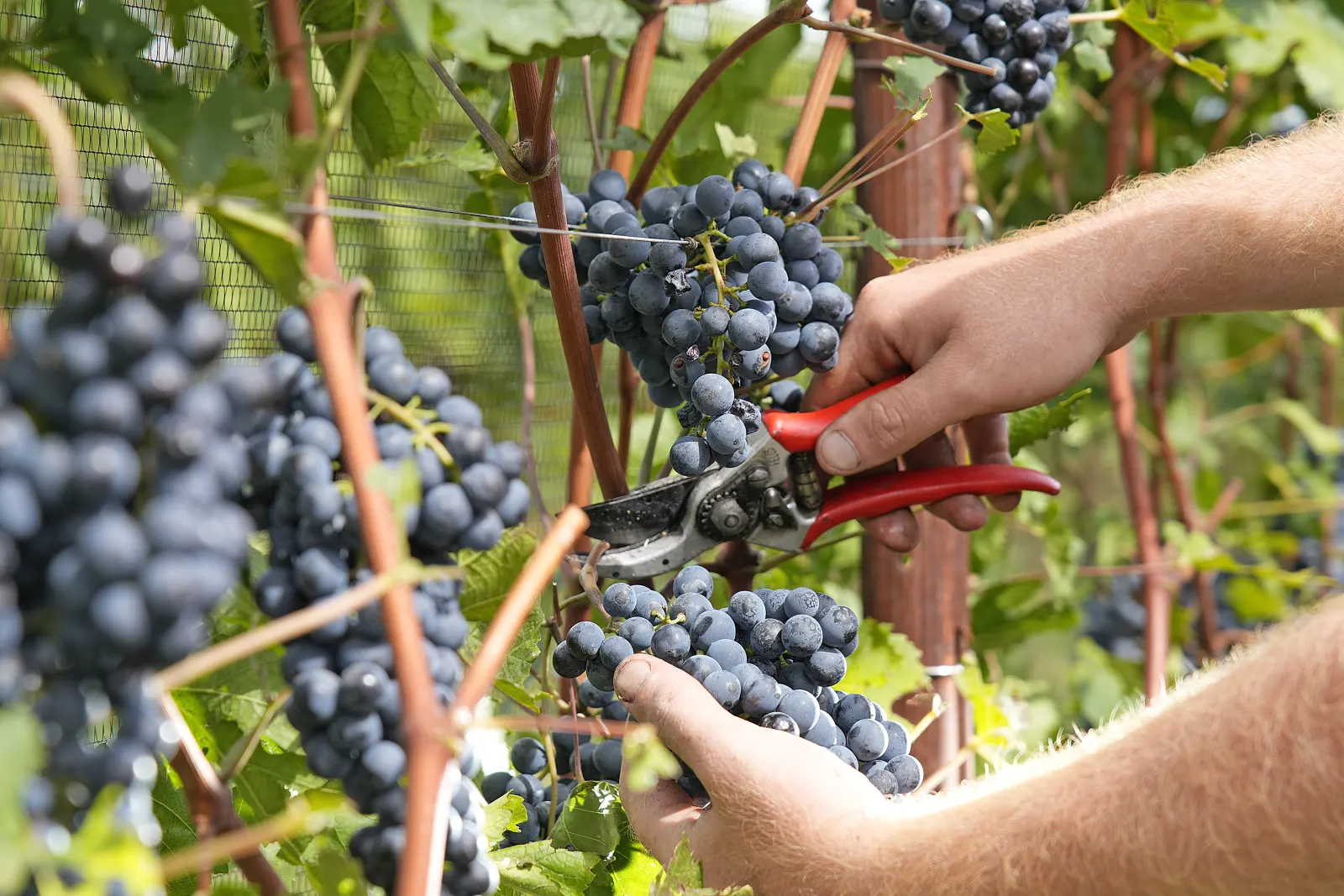 Taglio di un grappolo di uva rossa con le forbici da vendemmia