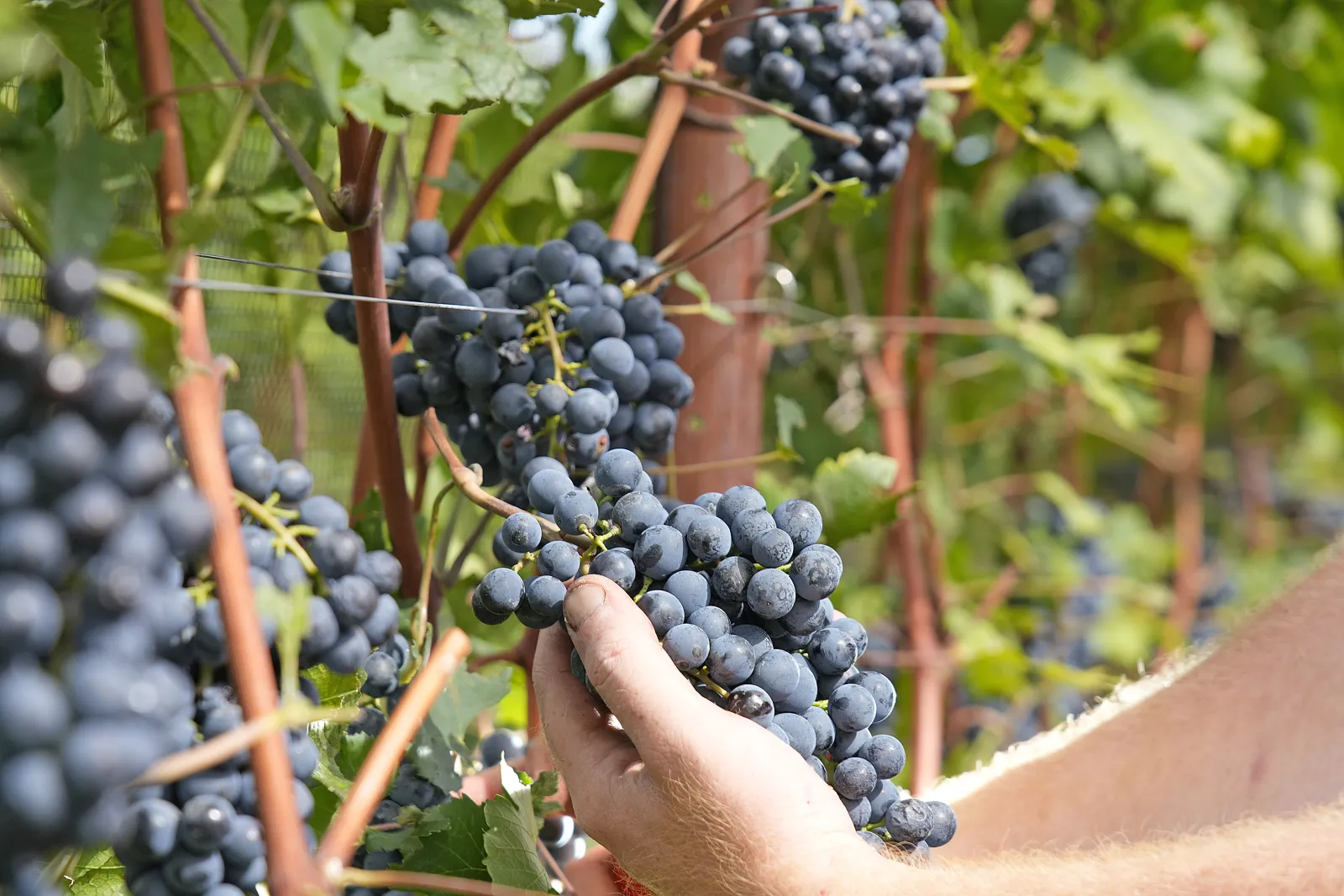 Grappolo di uva rossa matura raccolto a mano